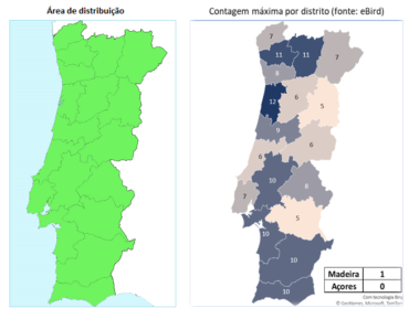 Guarda-rios (Alcedo atthis) – Aves de Portugal