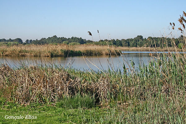 Lagoa da Salgueirinha