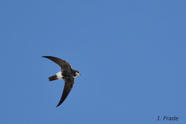 Andorinhão-pequeno (Apus affinis)