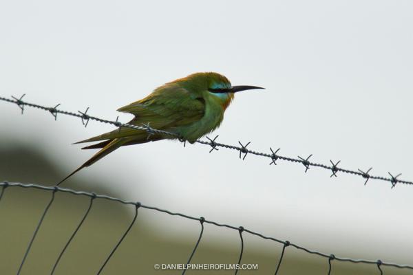 Abelharuco-persa (Merops persicus)