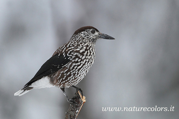 Quebra-nozes (Nucifraga caryocatactes)