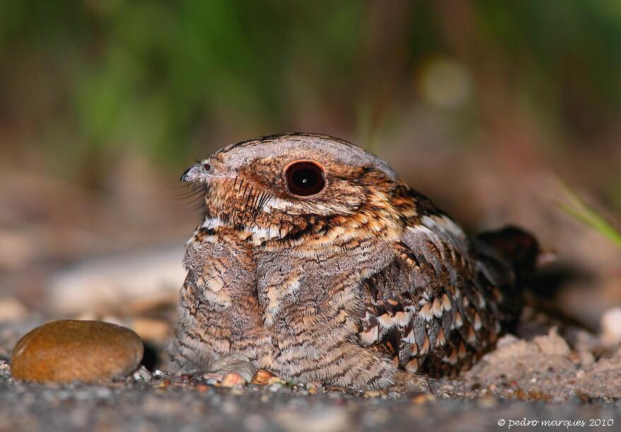 aves-de-portugal-todas-as-esp-cies-de-aves-selvagens-que-ocorrem-em