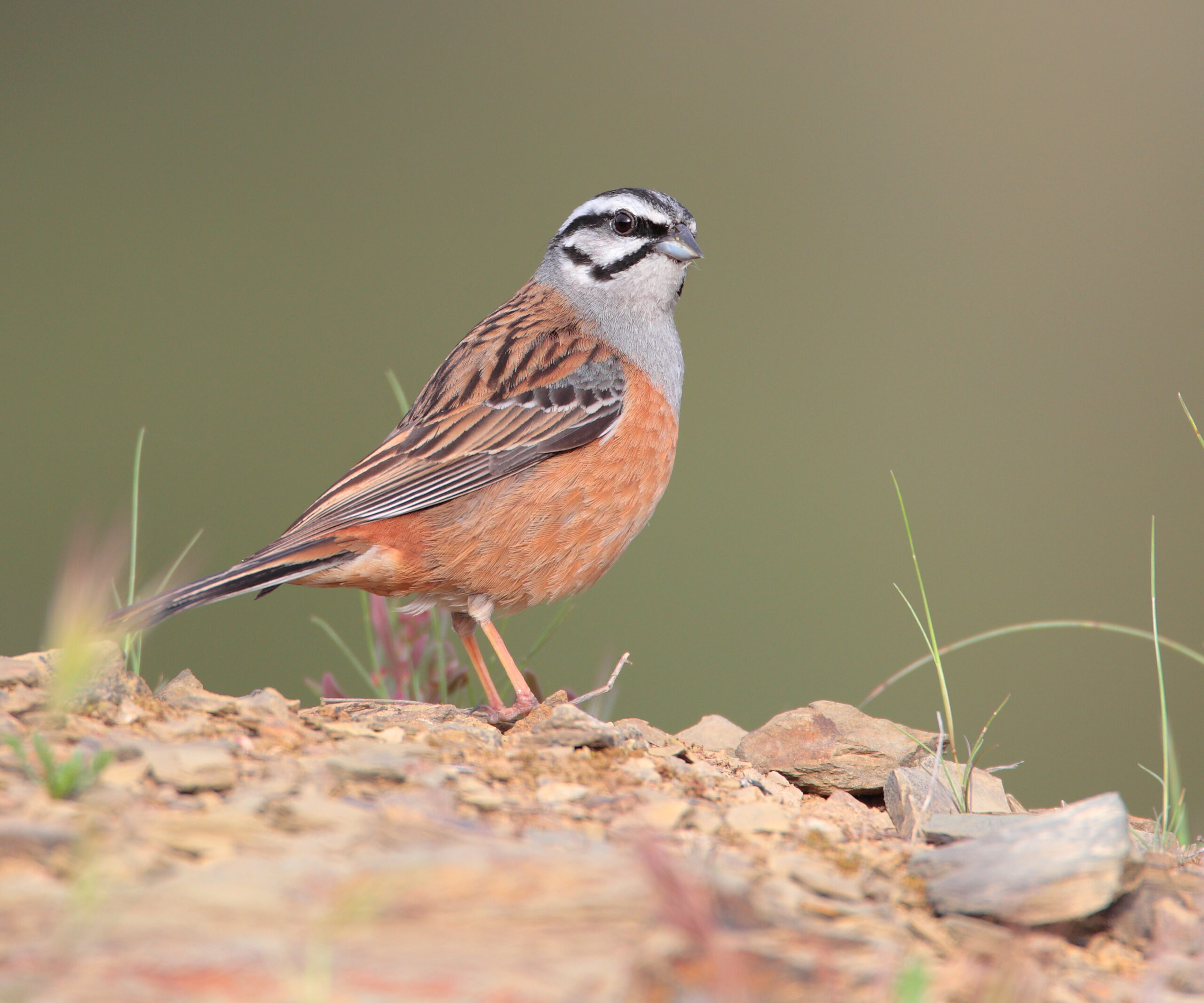 aves-de-portugal-todas-as-esp-cies-de-aves-selvagens-que-ocorrem-em